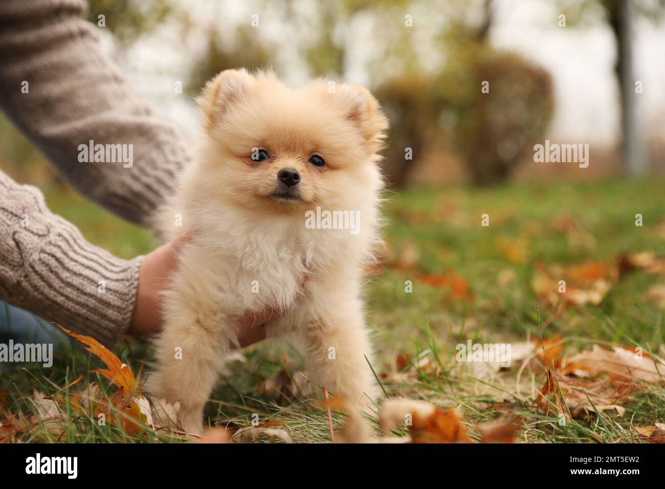 Uomo con piccolo cane soffice nel parco autunnale, primo piano Foto Stock