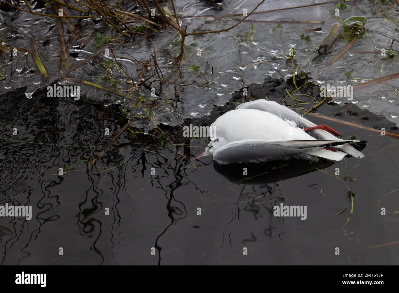 Gabbiano dalla testa nera (Chroicocephalus ridibundus) morto galleggiante in acqua morto in condizioni di congelamento Whitlingham CP Norfolk UK GB gennaio 2023 Foto Stock