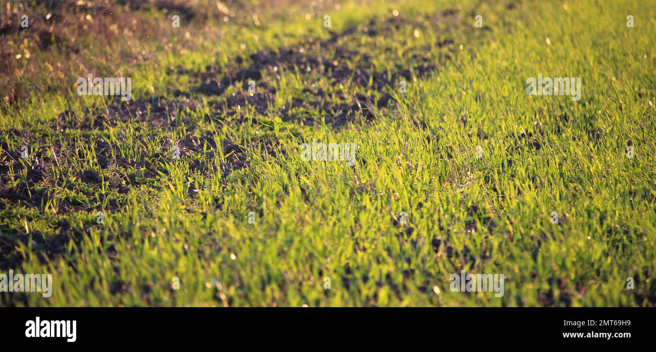Frammento di un campo con germogli di grano alla mattina presto Foto Stock