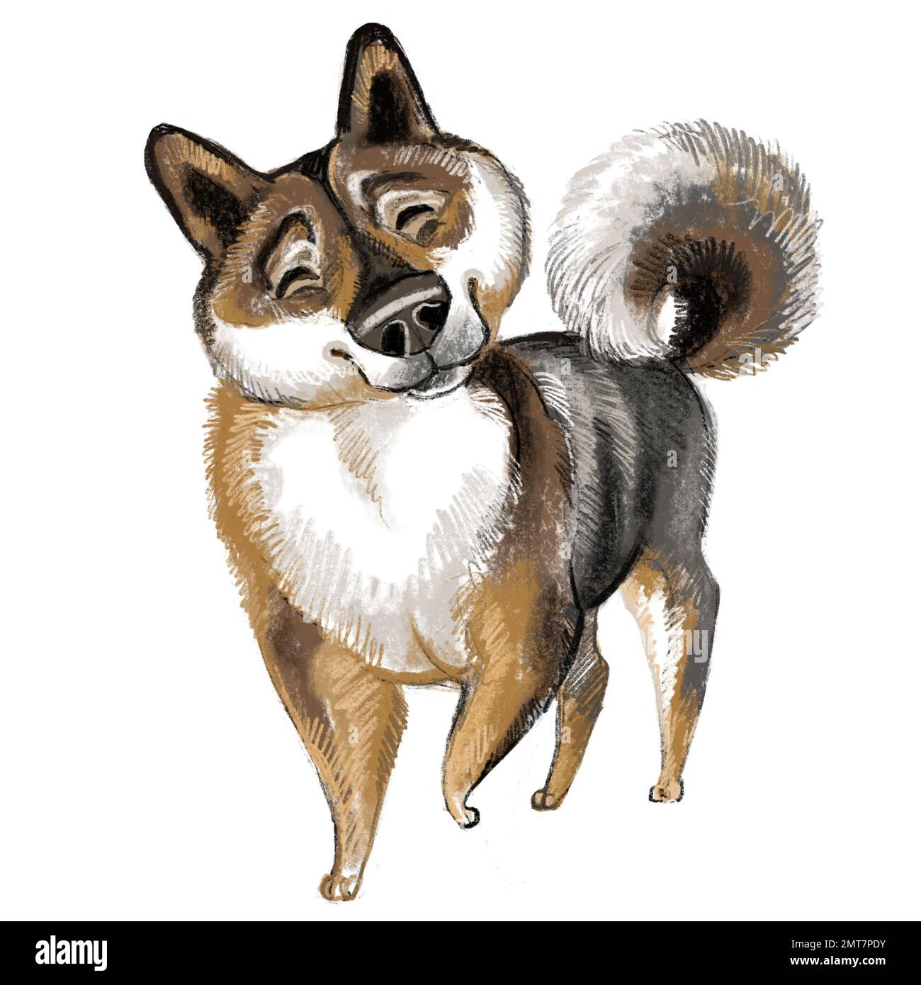 Simpatico personaggio divertente cartone animato cane. Shikoku cane razza raster illustrazione isolatwd su sfondo bianco. Per stampa, design, sublimazione, adesivi, t shir Foto Stock