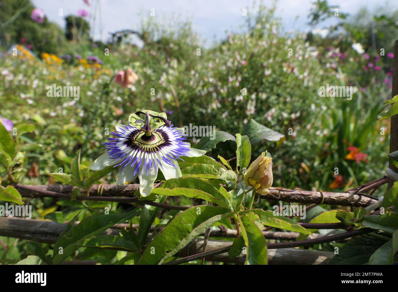 Passilflora in giardini cottage Foto Stock