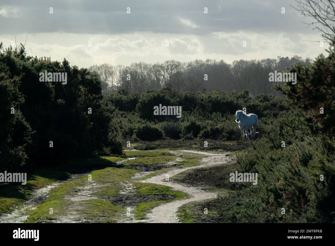 Holt Country Park, Holt Lowes Foto Stock