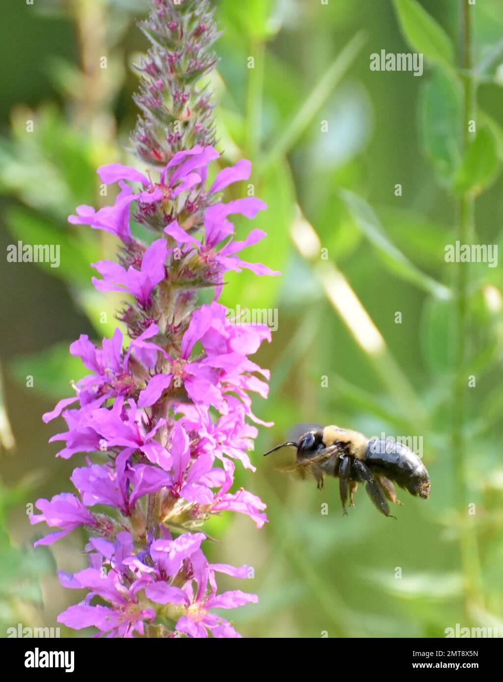 Bumble Bee volare da fiore Foto Stock
