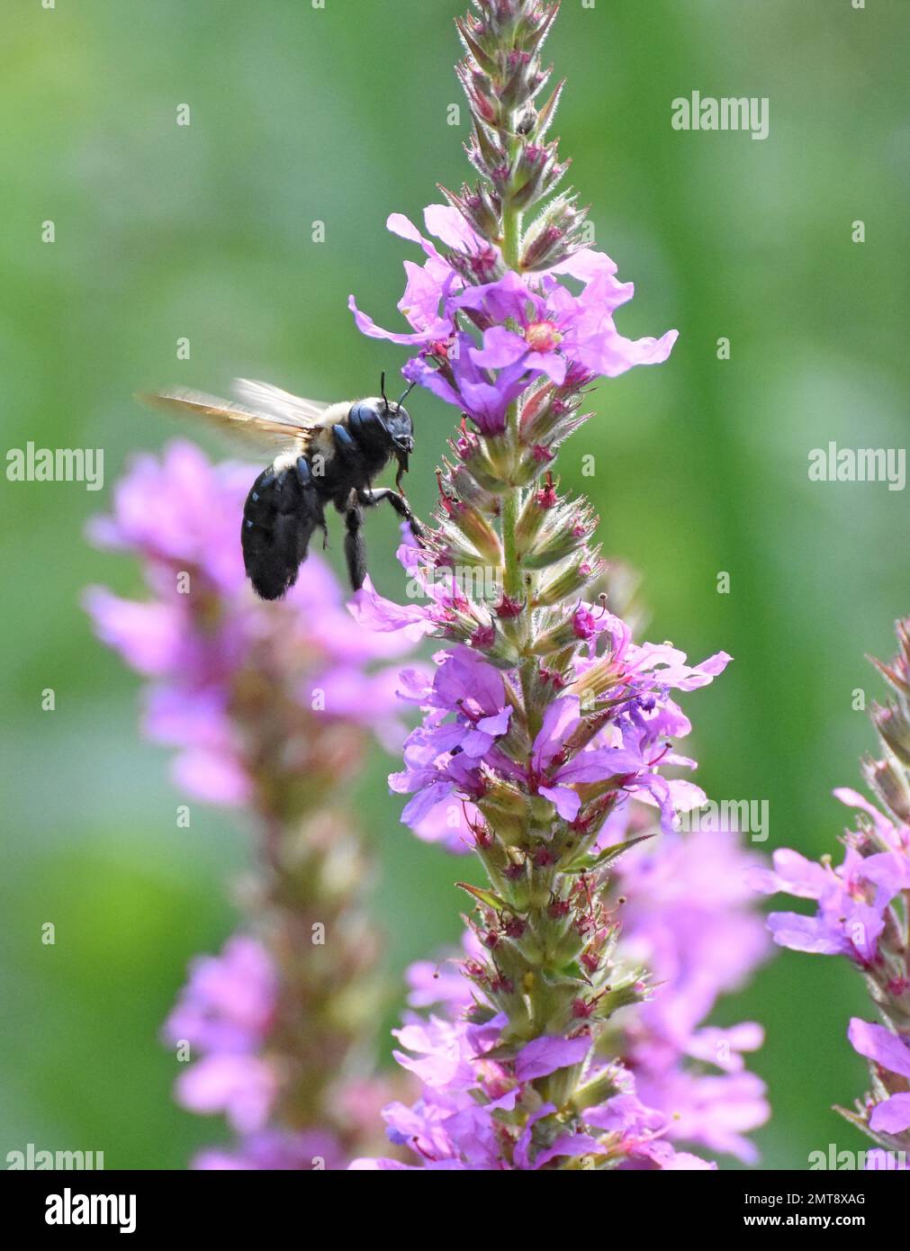 Bumble Bee volare da fiore Foto Stock