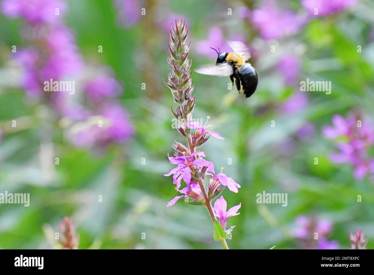 Bumble Bee volare da fiore Foto Stock