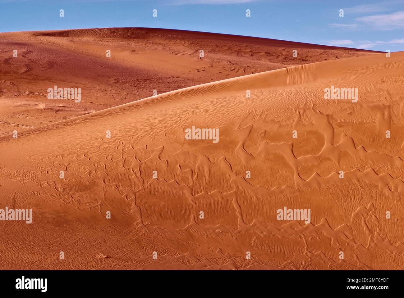 Cadiz Dunes all'alba, Mojave Desert, Mojave Trails National Monument, California, USA Foto Stock