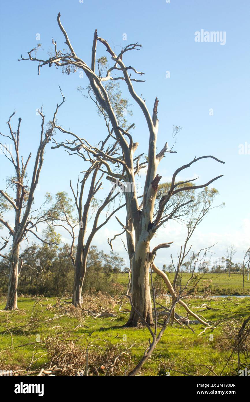 Tempesta danneggiato alberi Bundaberg Australia Foto Stock