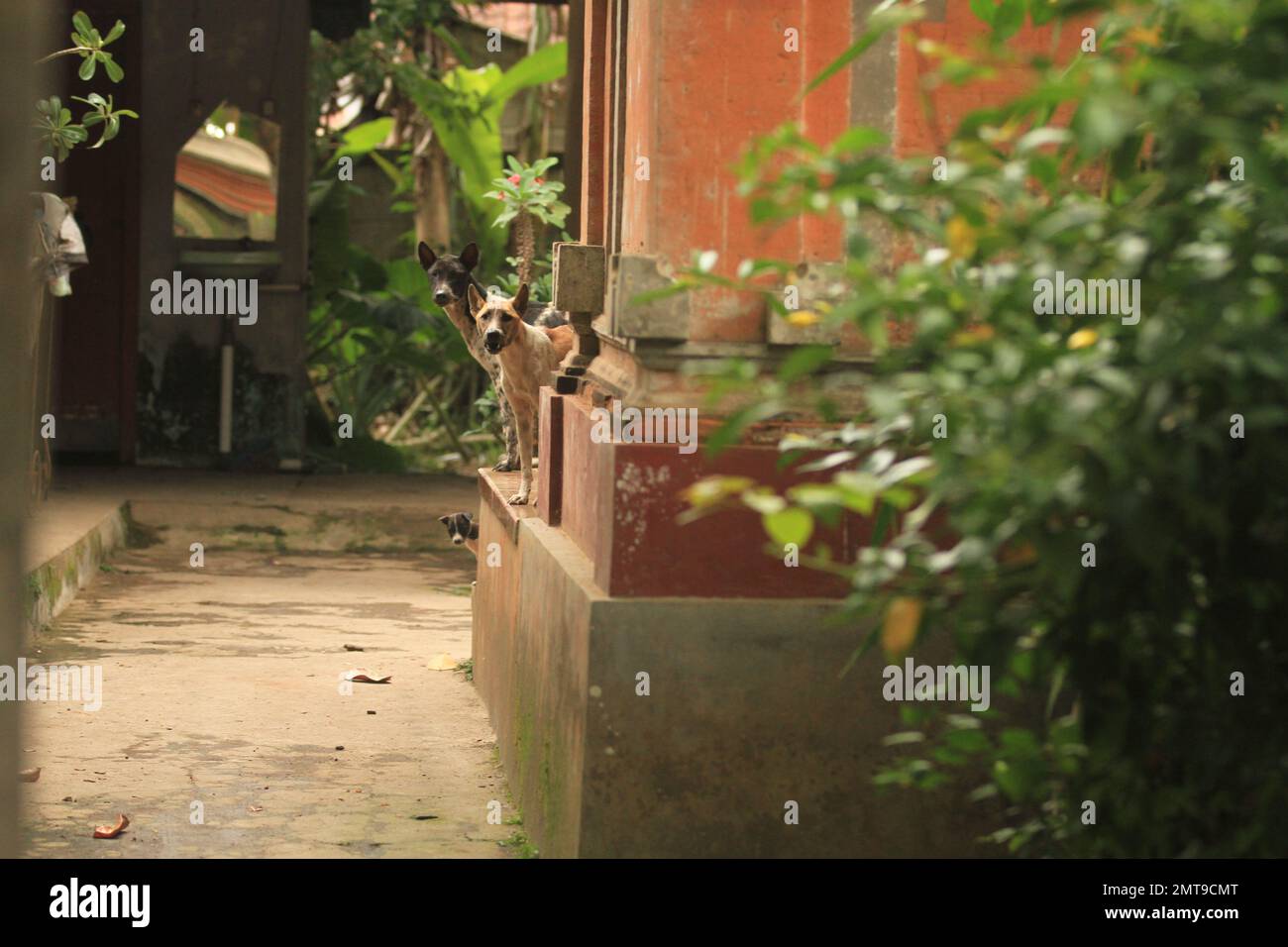 Due cani Bali per adulti e un cucciolo di Bali Dog che si sbircia da dietro un muro. Foto Stock