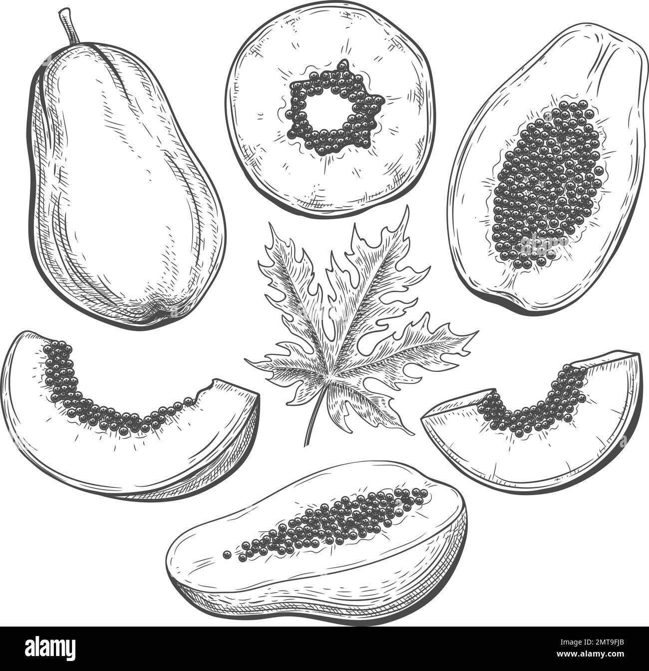 Schizzo botanico papaya Illustrazione Vettoriale