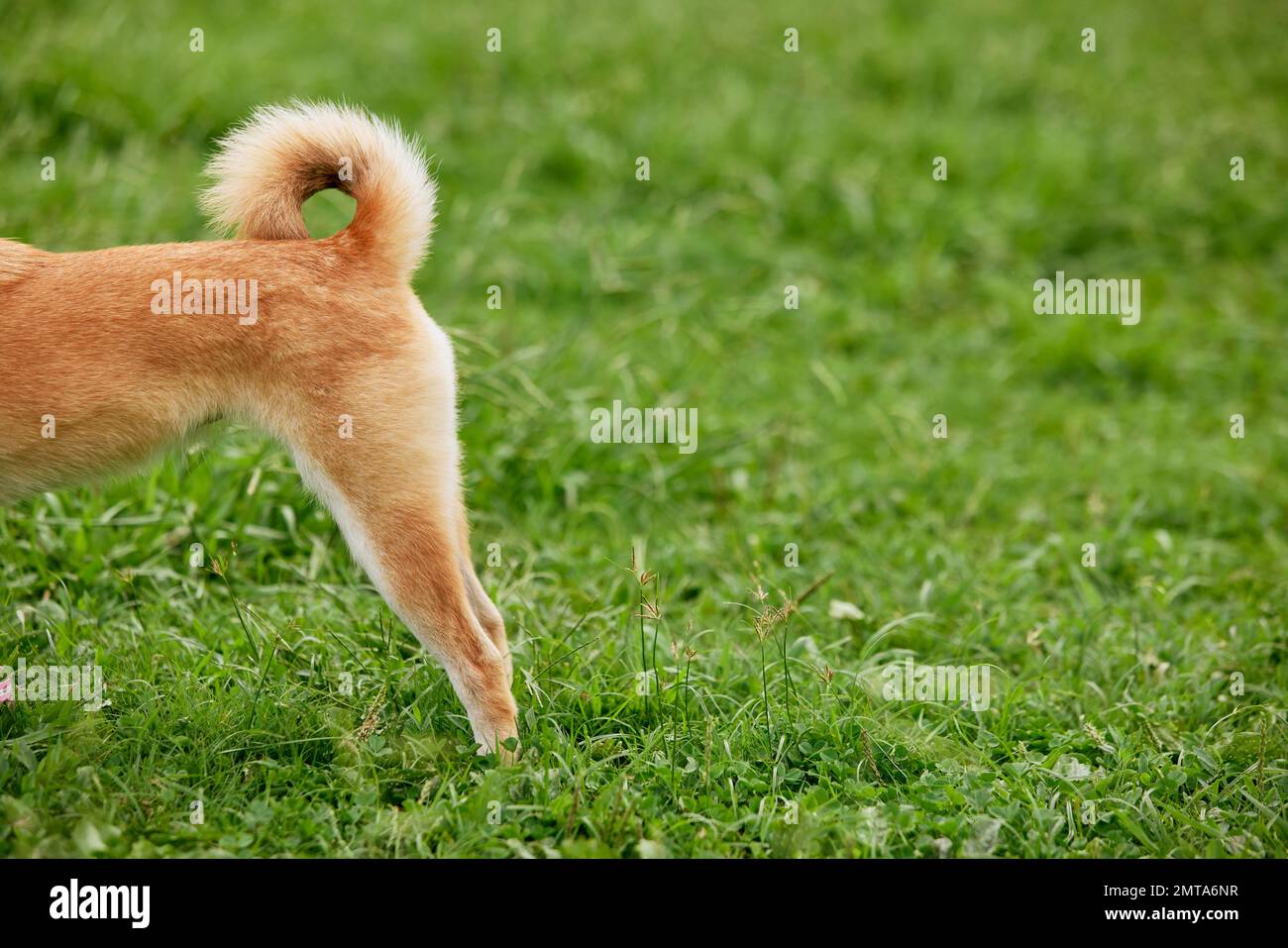 Shiba inu cane su erba verde Foto Stock