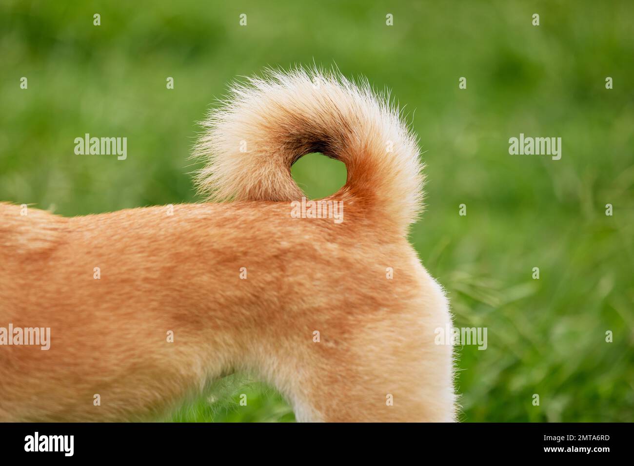 Shiba inu cane su erba verde Foto Stock