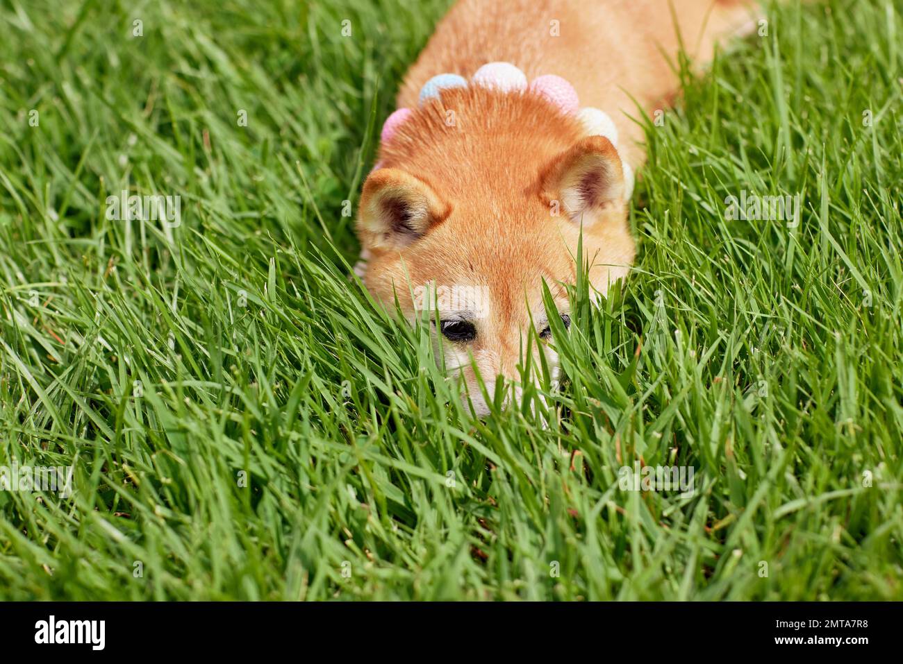 Shiba inu cane su erba verde Foto Stock