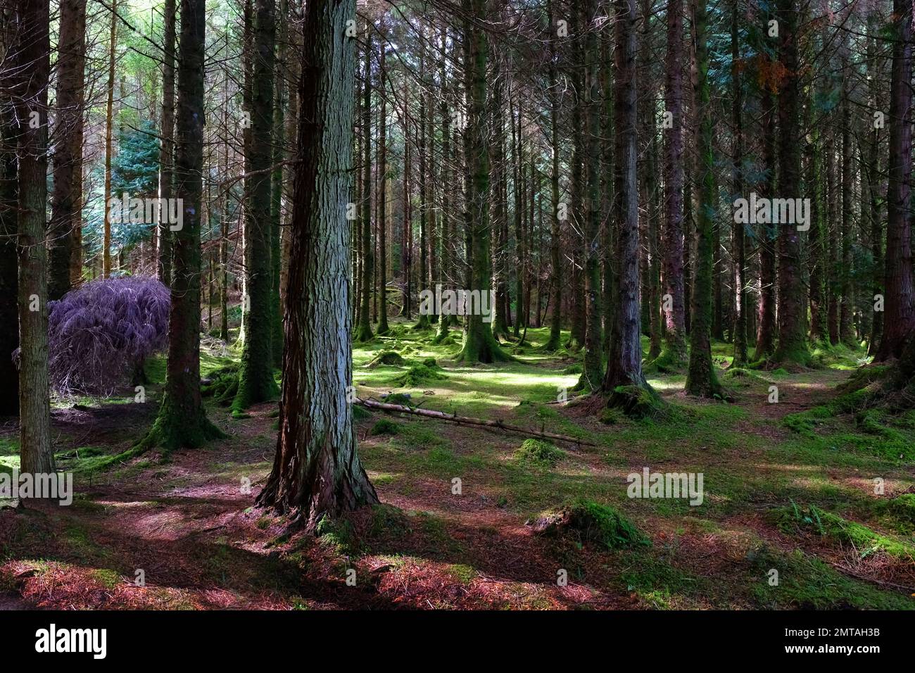 Pineta commerciale, Cashelkeelty, Contea di Kerry, Irlanda - John Gollop Foto Stock