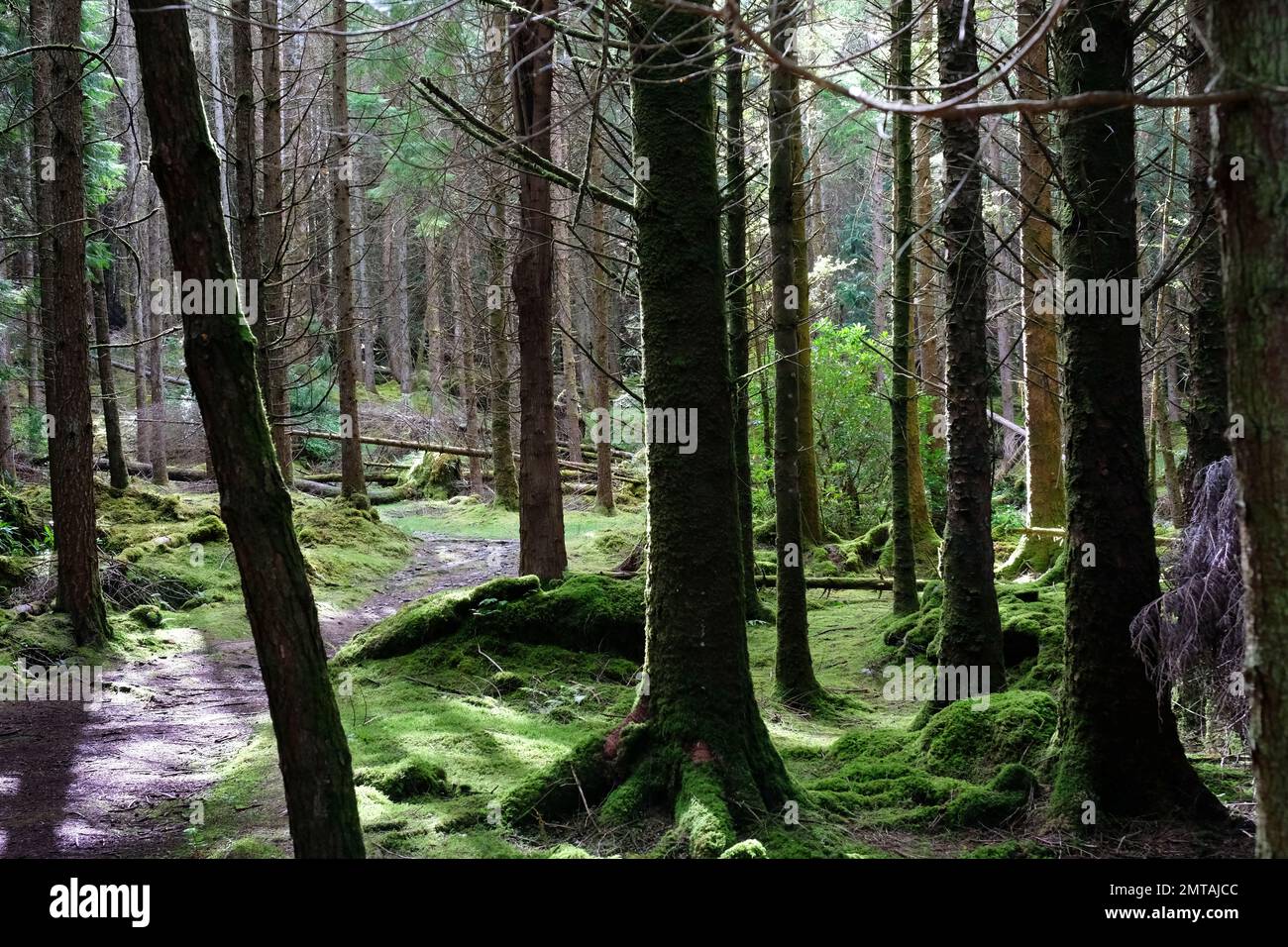Pineta commerciale, Cashelkeelty, Contea di Kerry, Irlanda - John Gollop Foto Stock