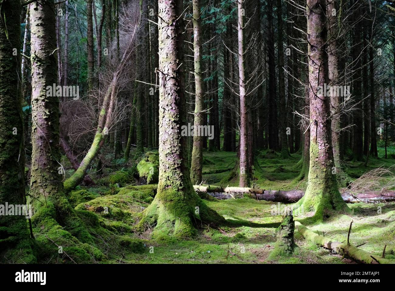 Pineta commerciale, Cashelkeelty, Contea di Kerry, Irlanda - John Gollop Foto Stock