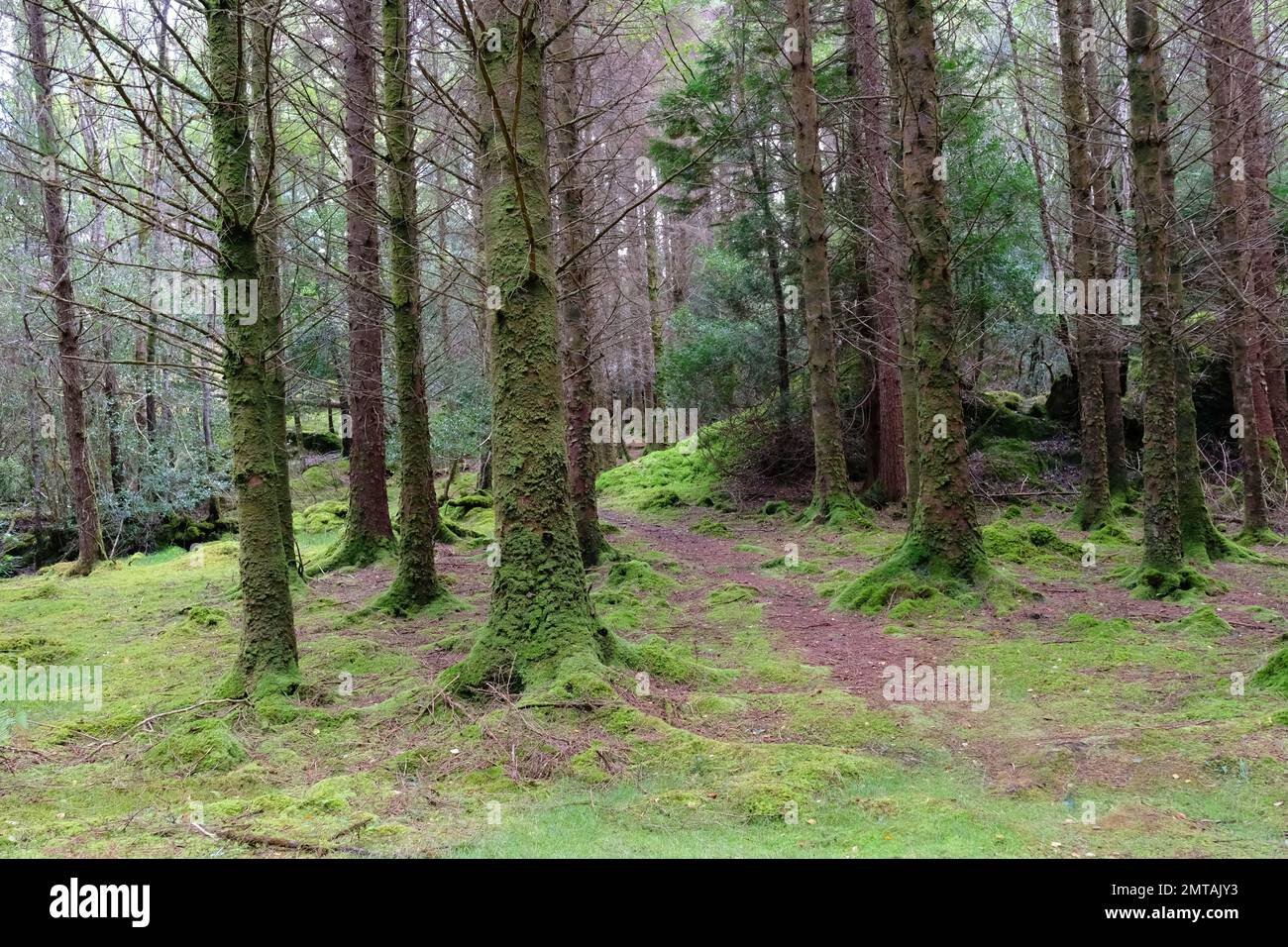 Pineta commerciale, Cashelkeelty, Contea di Kerry, Irlanda - John Gollop Foto Stock