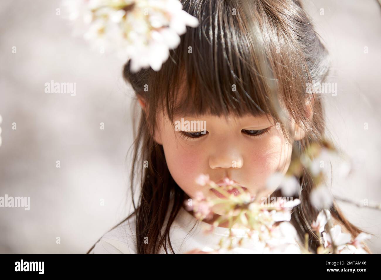 Ritratto giapponese con fiori di ciliegio in fiore Foto Stock