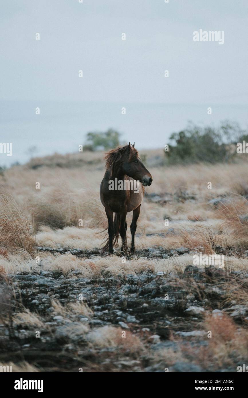 Un cavallo selvatico solico a Sumba, East Nusa Tenggara, Indonesia Foto Stock
