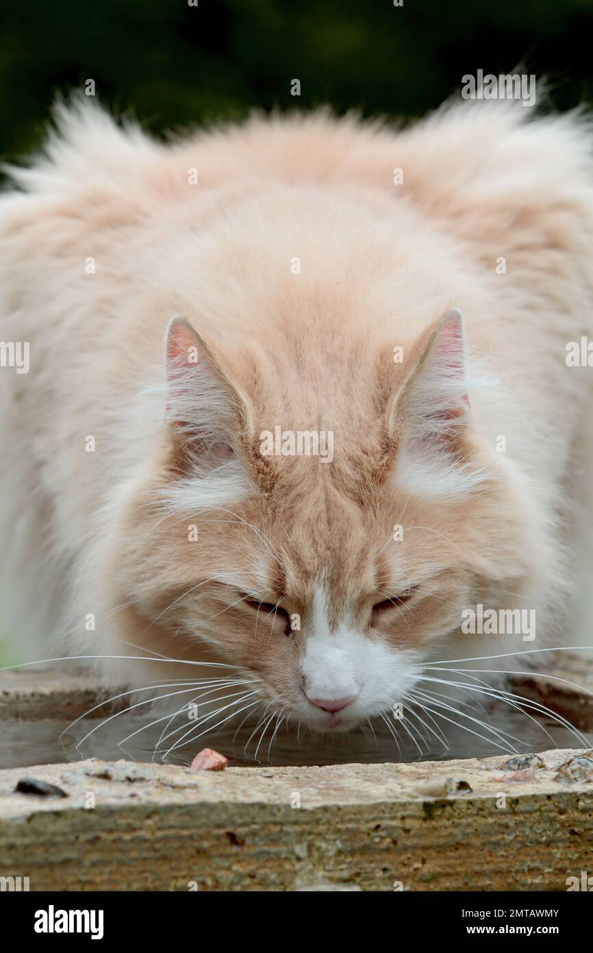 Norvegese gatto foresta acqua potabile con gli occhi chiusi Foto Stock