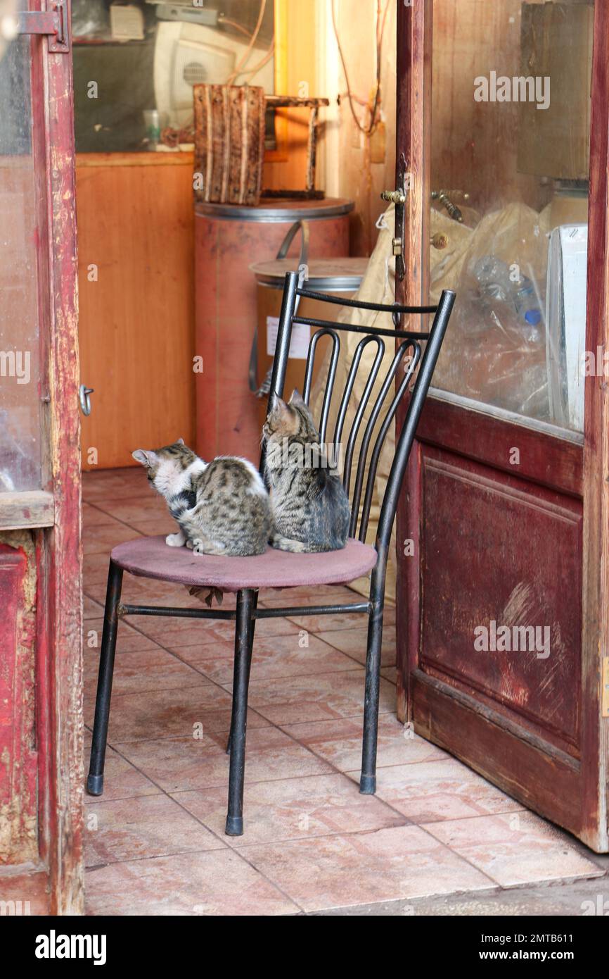 Gatti, due gatti piccoli seduti sulla sedia. Mobili antichi e negozio vecchio. Fuoco selettivo sui kitties. Idea e concetto di animale divertente. Foto Stock