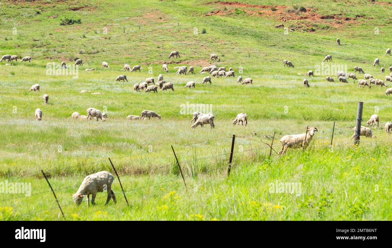 Animali di pecora dozzine di animali da fattoria sparsi in campi di erba rurale . Foto Stock
