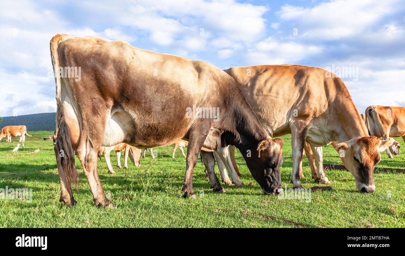 Mucche di Jersey di fattoria casearia mangiare erba primo piano nel campo agricolo paesaggio estivo. Foto Stock