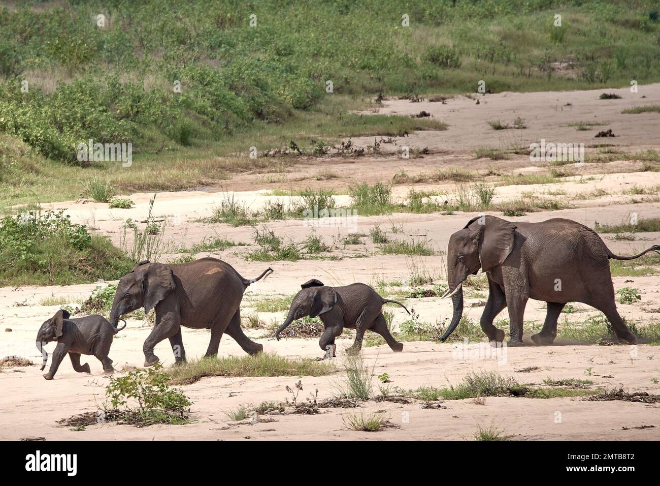 Un gruppo di giovani elefanti viene fatto scorrere attraverso un letto di fiume asciutto Foto Stock