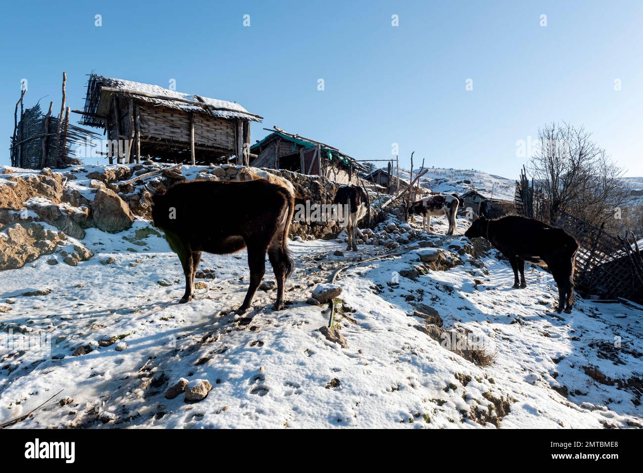 Le mucche catturate in un villaggio coperto di neve in una zona montagnosa Foto Stock