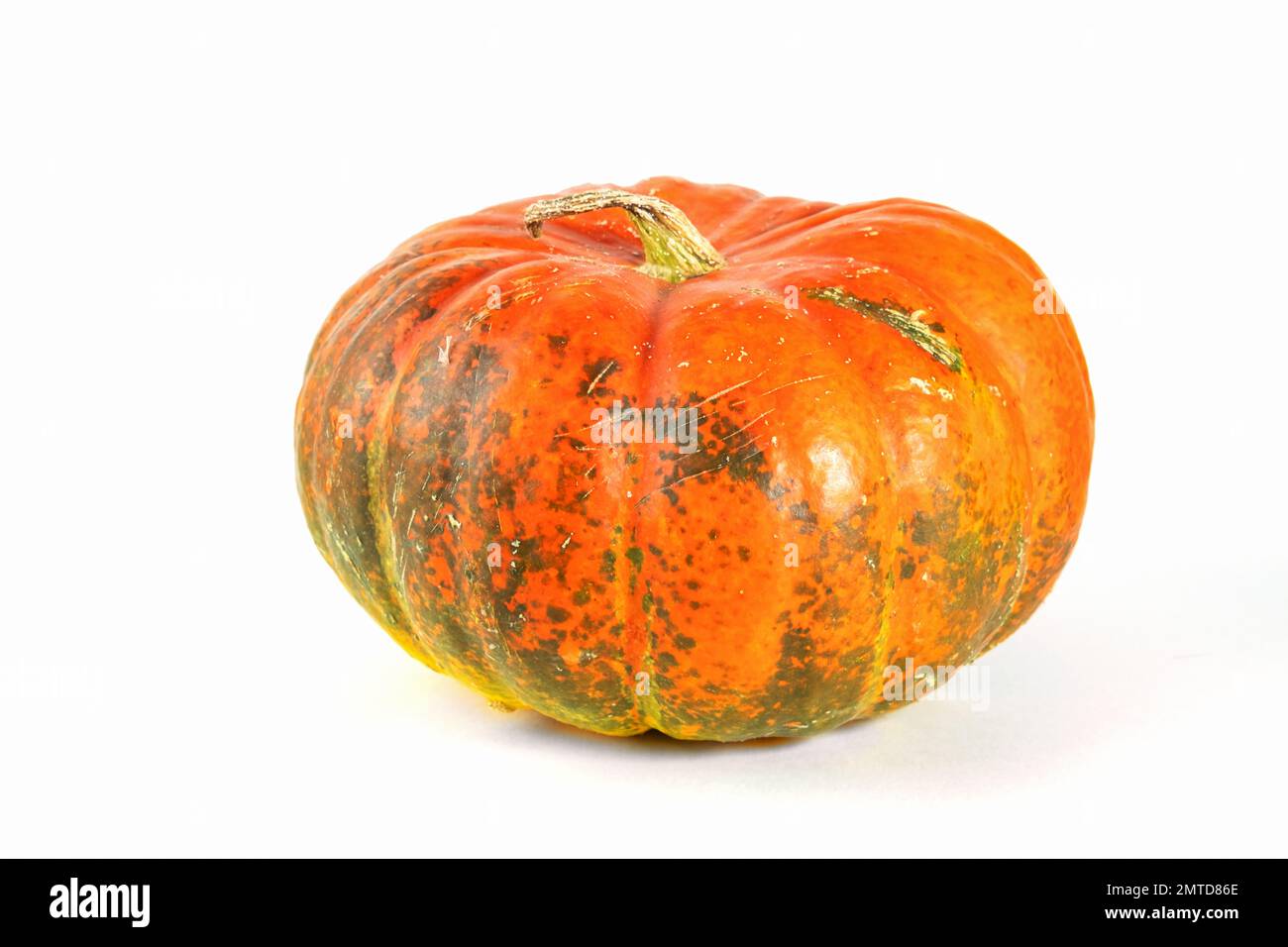 Zucca isolata sul bianco con ombra e sottile riflesso. Zucca matura brutta, zucca verde arancio. Raccolto. Foto Stock