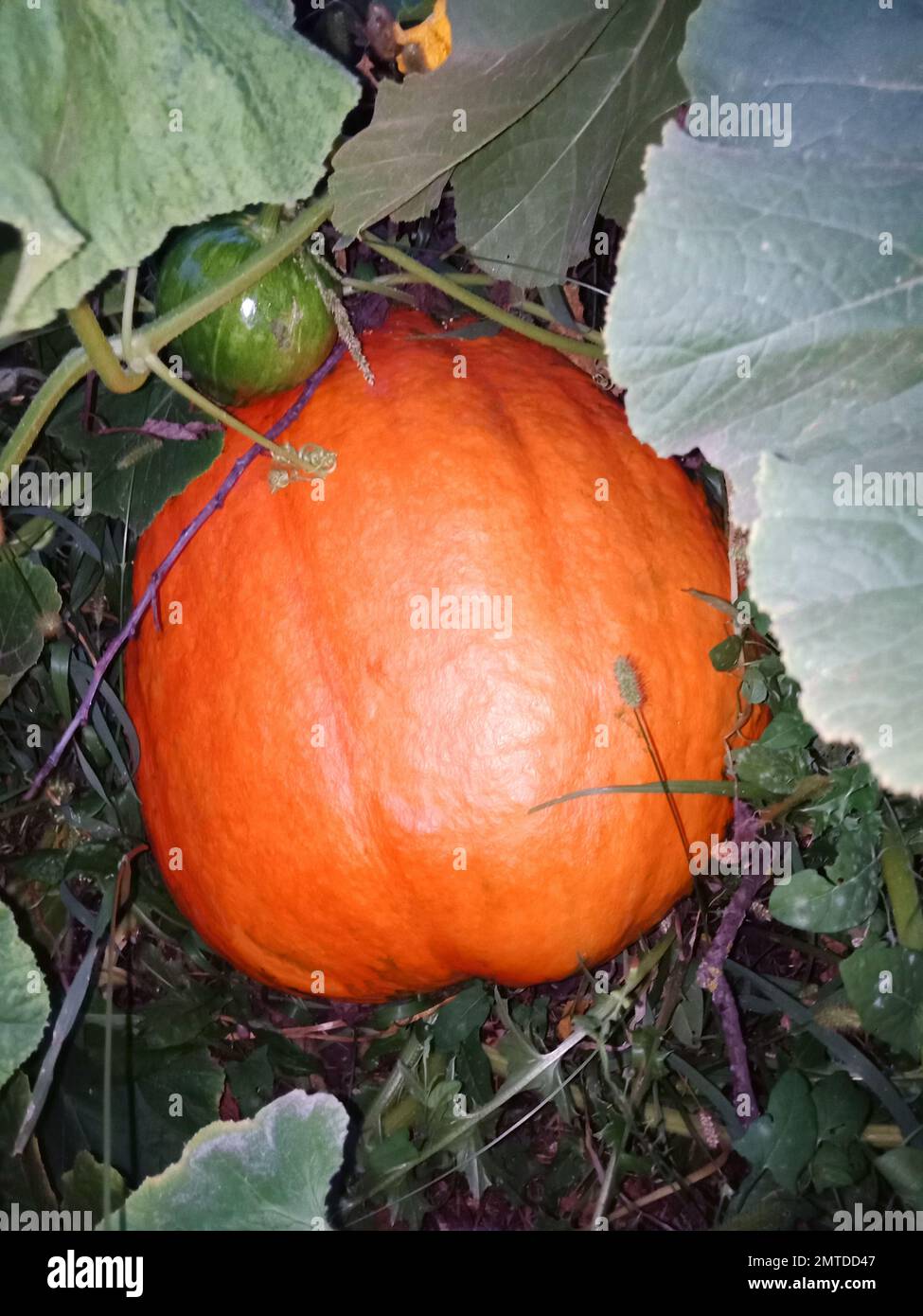 Grande zucca d'arancia matura maturata in fattoria. Zucca di Halloween. Foto verticale. Foto Stock