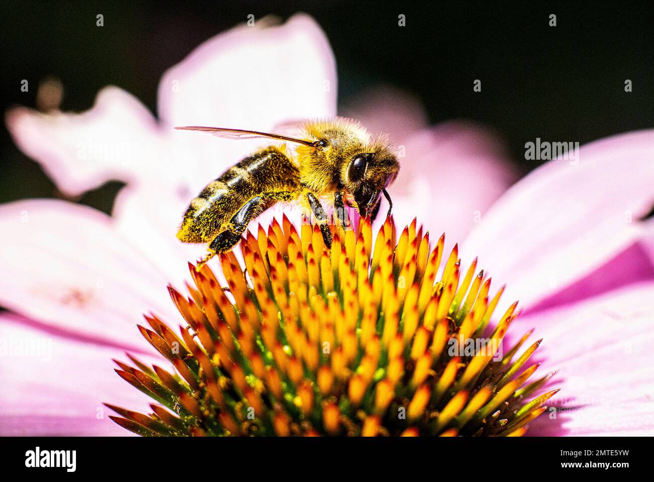 Biene / Westliche Honigbiene / Apis mellifera Foto Stock