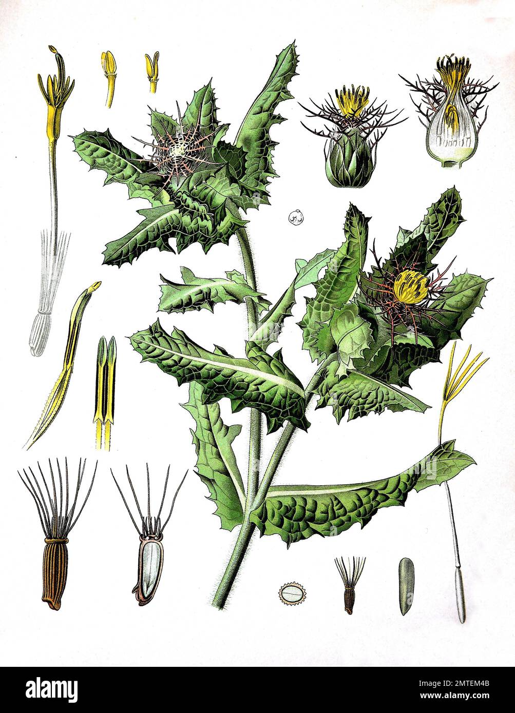 Cnicus benedictus, San Benedetto thistle, beato thistle, cardo santo o macchiato il Thistle, pianta medicinale Foto Stock