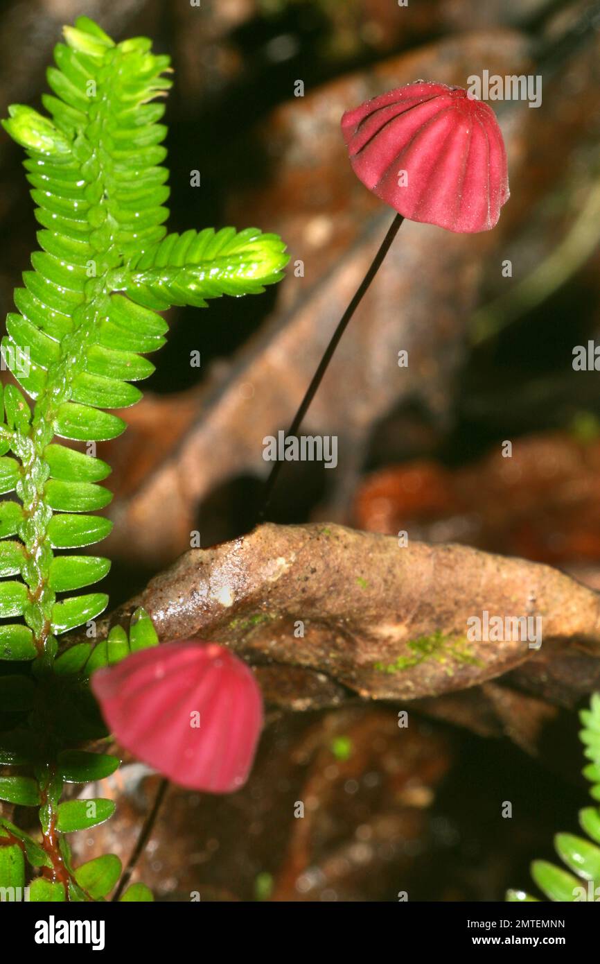 Funghi selvatici, Bacino del fiume Napo, Amazonia, Ecuador, America del Sud, America Foto Stock