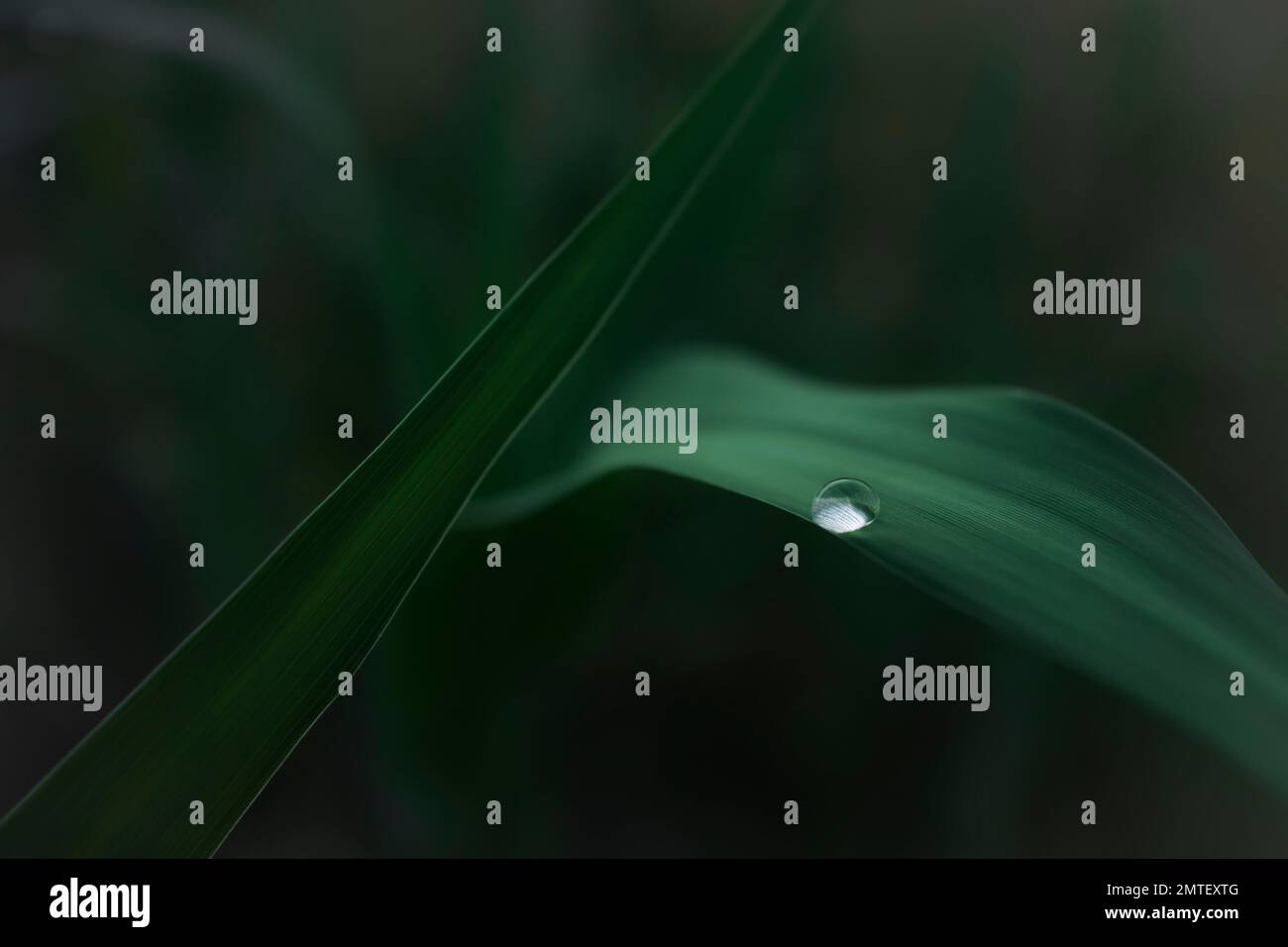 Sfondo sfocato e messa a fuoco superficiale sulla macro vista della goccia di rugiada su una foglia verde. Immagine rilassante e suggestiva Foto Stock