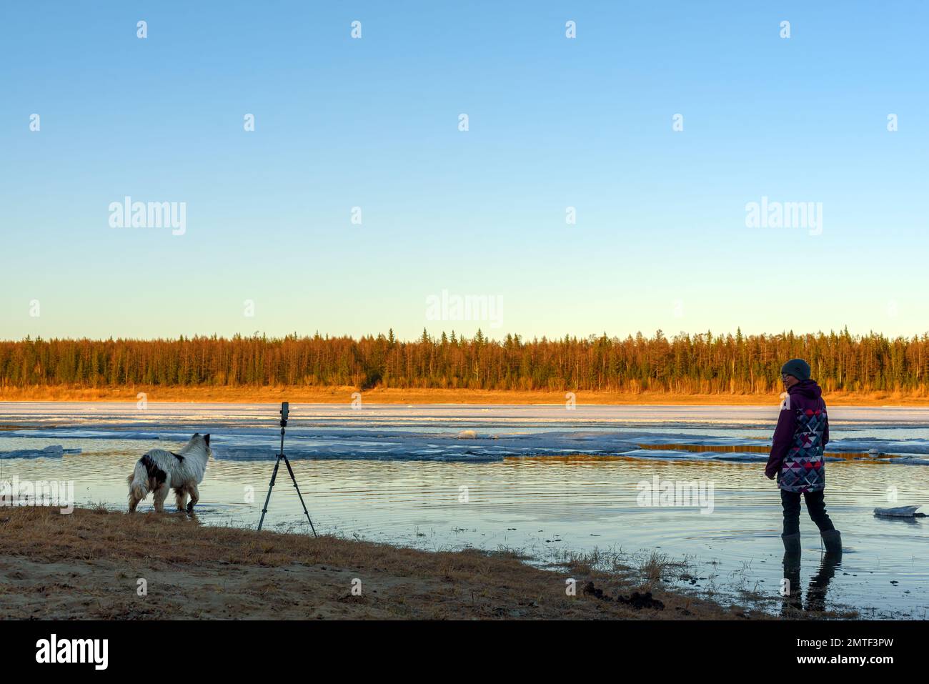 Una ragazza fotografa si alza in stivali nell'acqua di un fiume sorgente con ghiaccio, sorridente, su una deriva di ghiaccio accanto a un cane bianco in piedi sulla riva Foto Stock