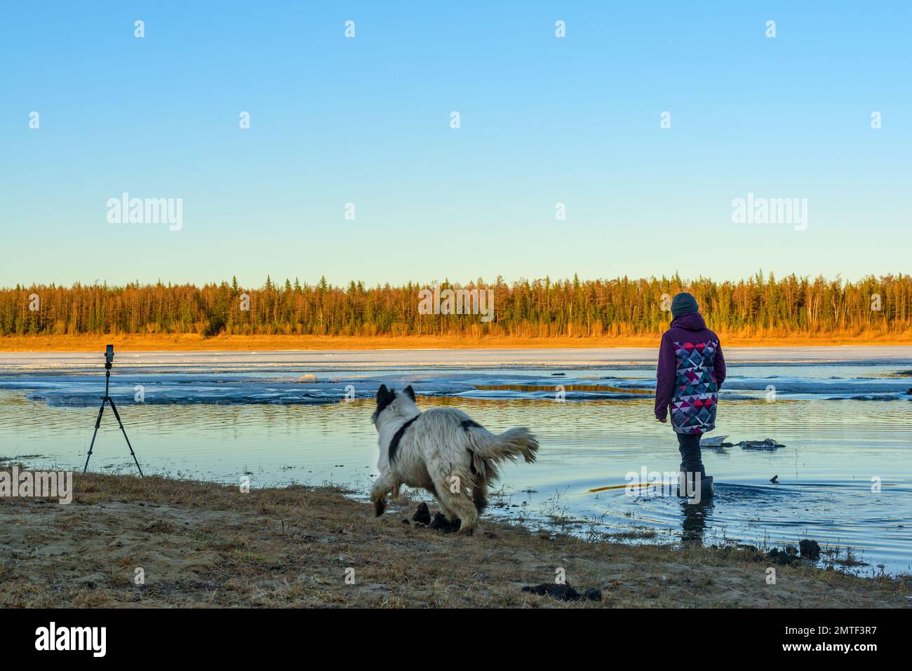 Una fotografa ragazza si alza in stivali nell'acqua di un fiume sorgente con ghiaccio su una deriva di ghiaccio accanto a un cane bianco che corre lungo la riva e un telefono Foto Stock