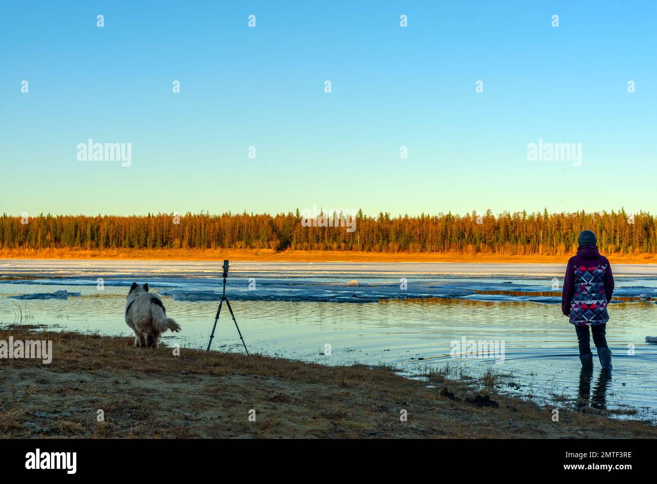 Una fotografa ragazza si alza in stivali nell'acqua di un fiume sorgente con ghiaccio su una deriva di ghiaccio accanto a un cane bianco in piedi sulla riva e un telefono Foto Stock