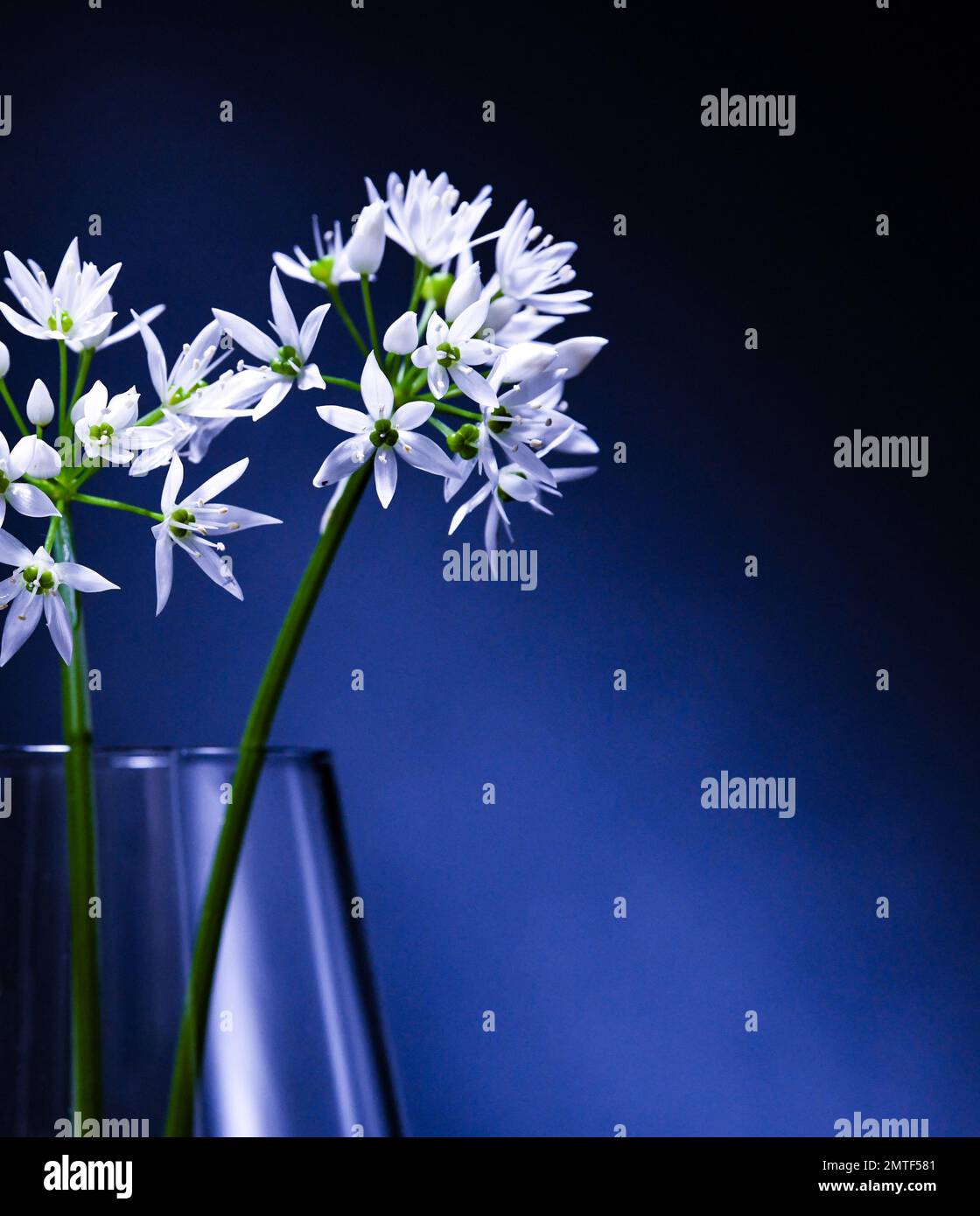 Aglio selvatico (Allium Ursinum) dettaglio in vetro - foto studio - foto di Paul Slater Images Ltd Foto Stock
