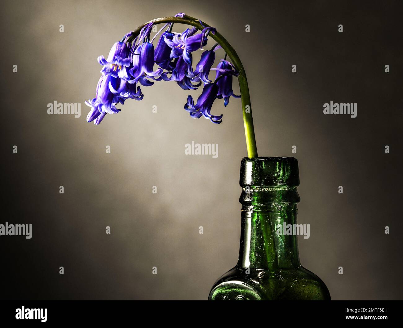 Bluebell - Hyacinthoides non scripta. Paul Slater Images Ltd Foto Stock