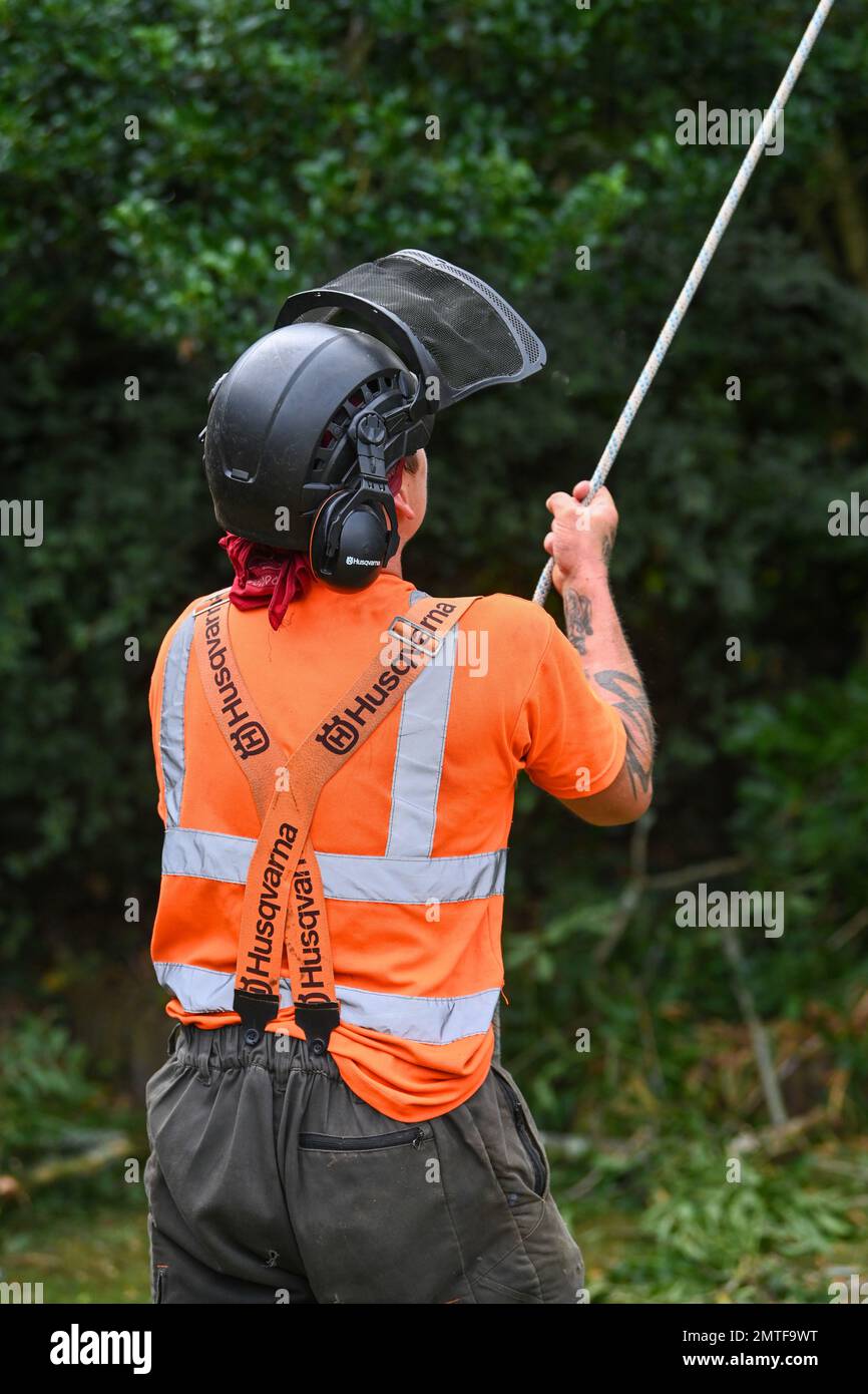 Chirurgo dell'albero al lavoro - foto protetta da copyright di Paul Slater Images Ltd - Tel 07512838472. Foto Stock