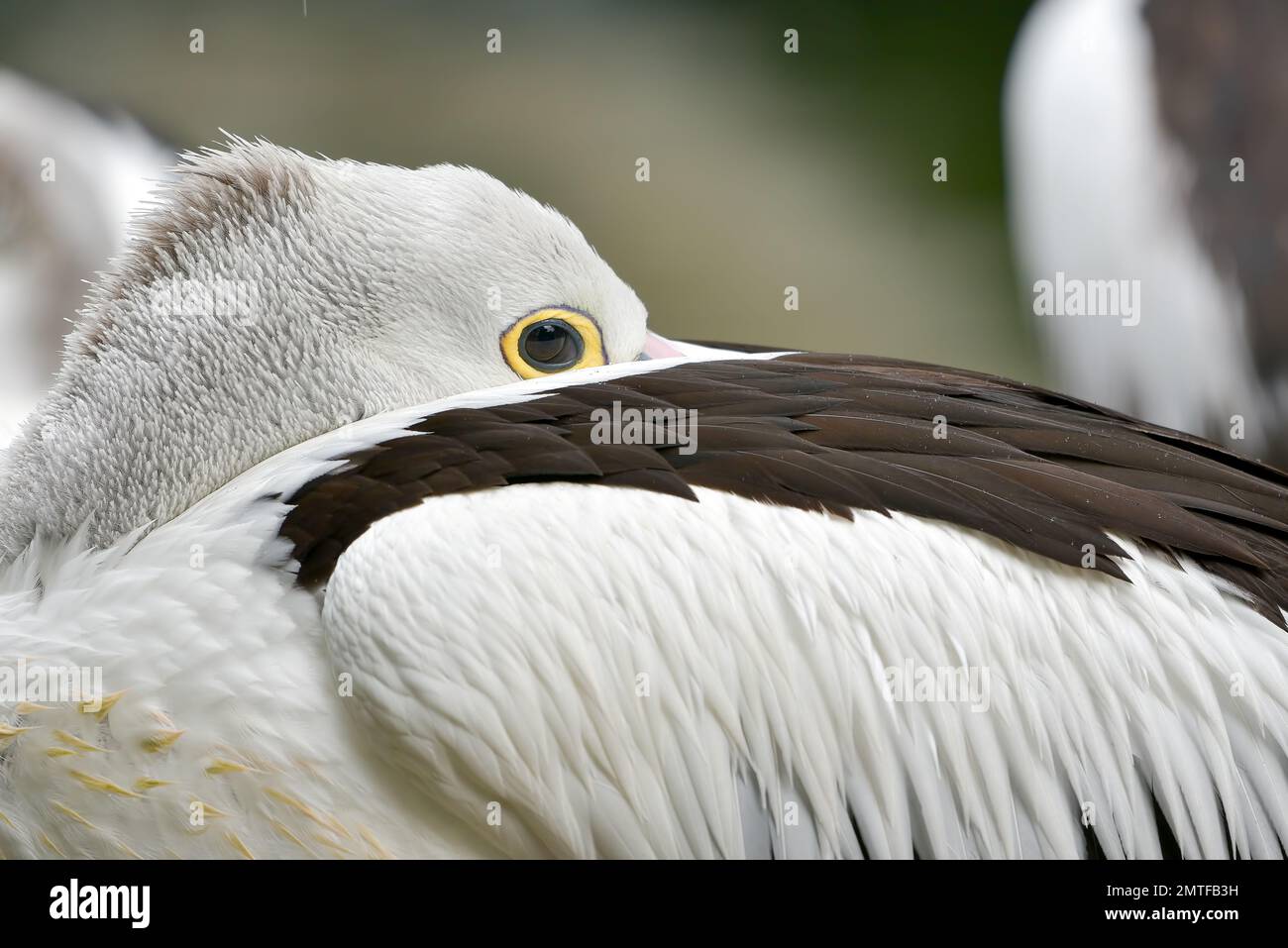 Pellicano australiano che nasconde la testa in ali Foto Stock