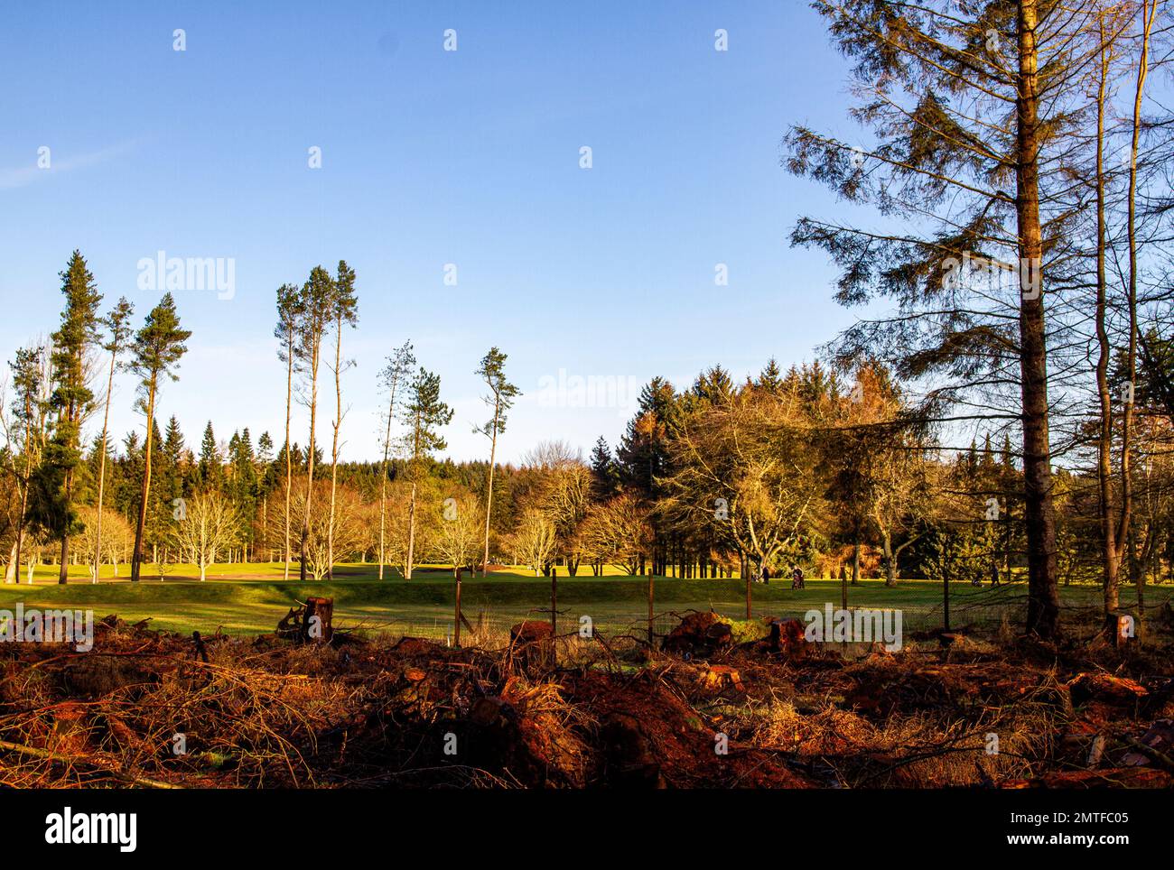 Dundee, Tayside, Scozia, Regno Unito. 1st Feb, 2023. UK Weather: La Scozia nord-orientale sta vivendo il sole mite di febbraio con temperature che si aggirano intorno ai 9°C. Vista sul campo da golf Downfield e sui Templeton Woods al Dundee's Ardler Village, sotto il sole invernale. Il villaggio ha molto spazio aperto, che è integrato da splendidi prati urbani e aree boschive. La gente del posto è a disposizione per una partita di golf mattutina nei pressi di Templeton Woods. Credit: Dundee Photographics/Alamy Live News Foto Stock