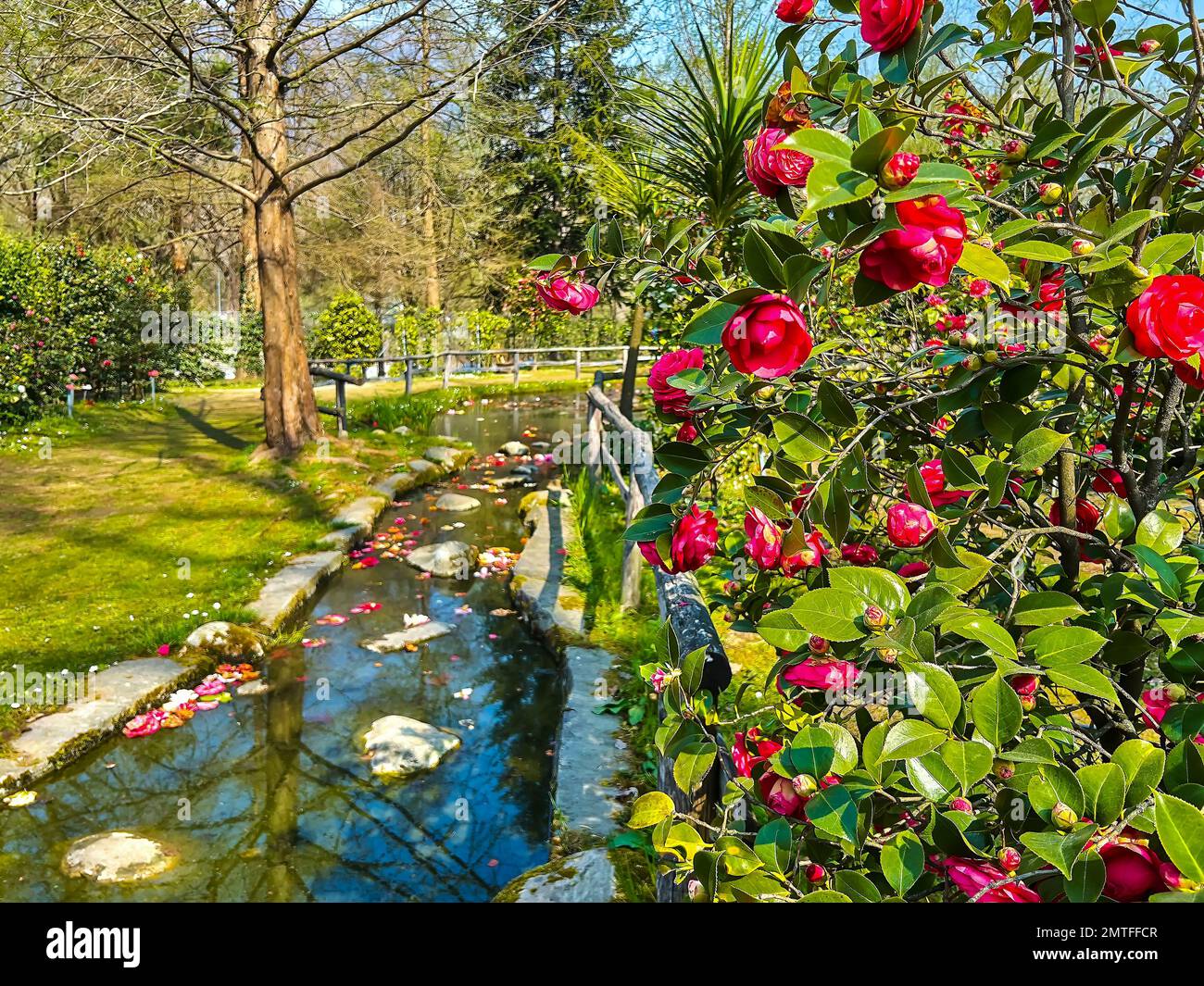 Il cespuglio di camelia rossa fiorente in corrispondenza dello stretto torrente curvo del Parco Camellia di Locarno, Svizzera Foto Stock