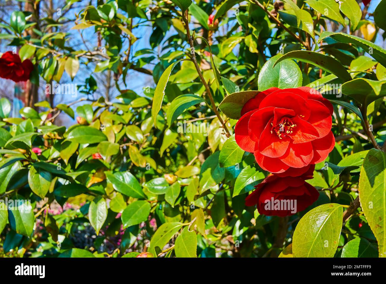 Primo piano di fiori rossi luminosi e foglie verdi di macchia camelica nel Parco Camellia di Locarno, Svizzera Foto Stock