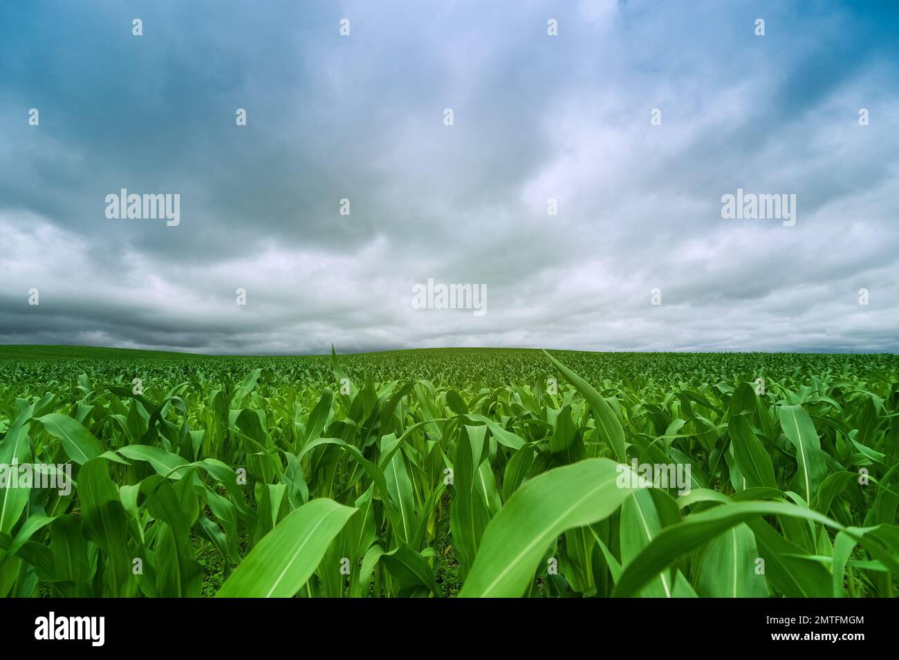 Campo di mais verde e nuvola di cielo blu scatti all'aperto, paesaggio rurale con campo di mais rurale Fattoria agricola Terra e cielo nuvoloso, bellezza Foto Stock