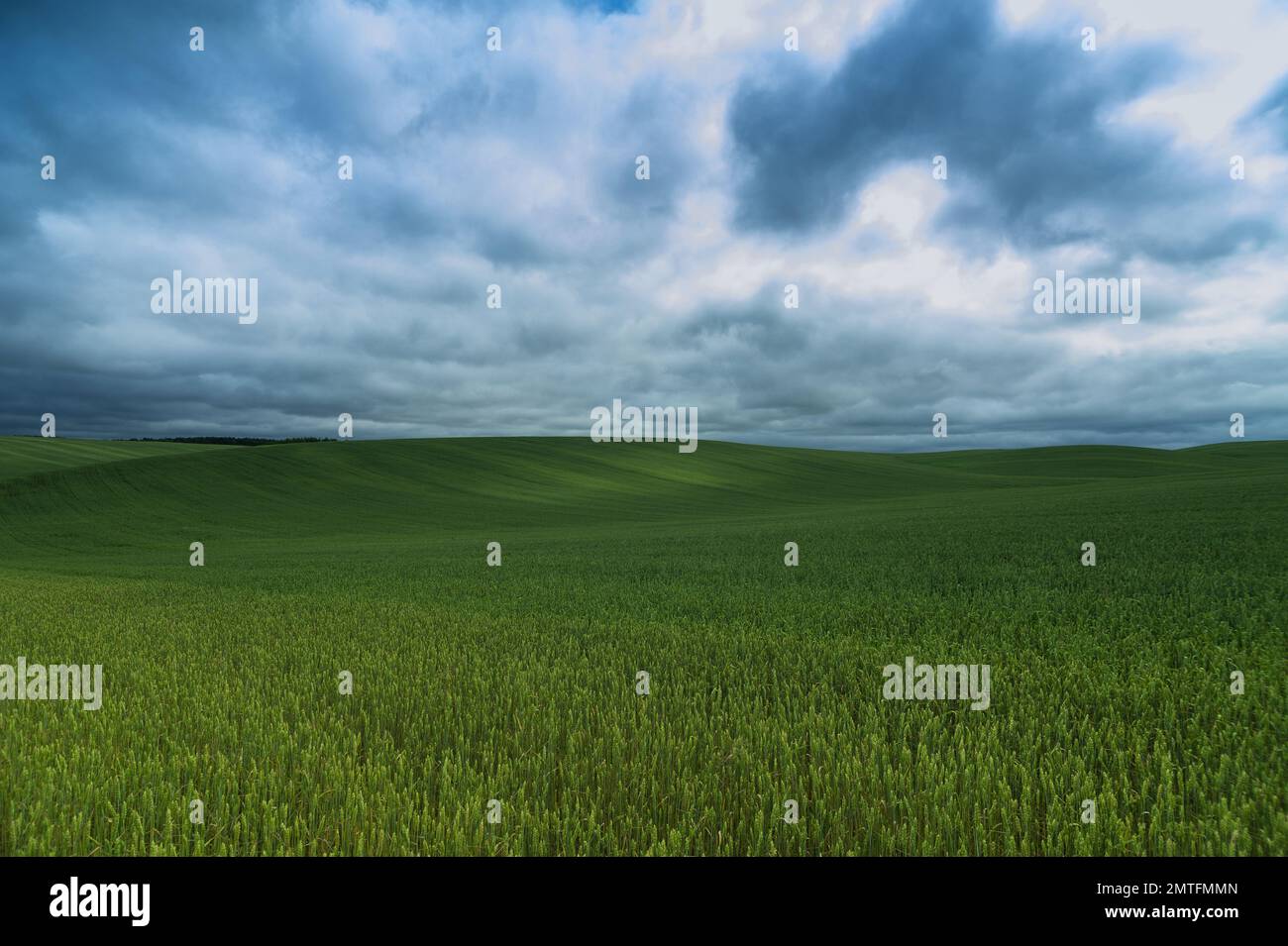 Campo di mais verde e nuvola di cielo blu scatti all'aperto, paesaggio rurale con campo di mais rurale Fattoria agricola Terra e cielo nuvoloso, bellezza Foto Stock