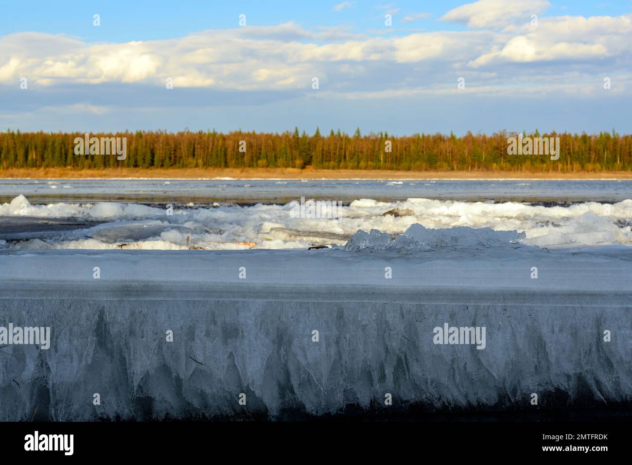 Gli ultimi galleggianti di ghiaccio a forma di ago si fondono in una striscia vicino alla riva all'ombra sullo sfondo della foresta Foto Stock