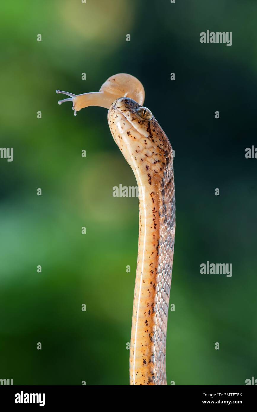 Slug mangiare serpente con la sua preda Foto Stock