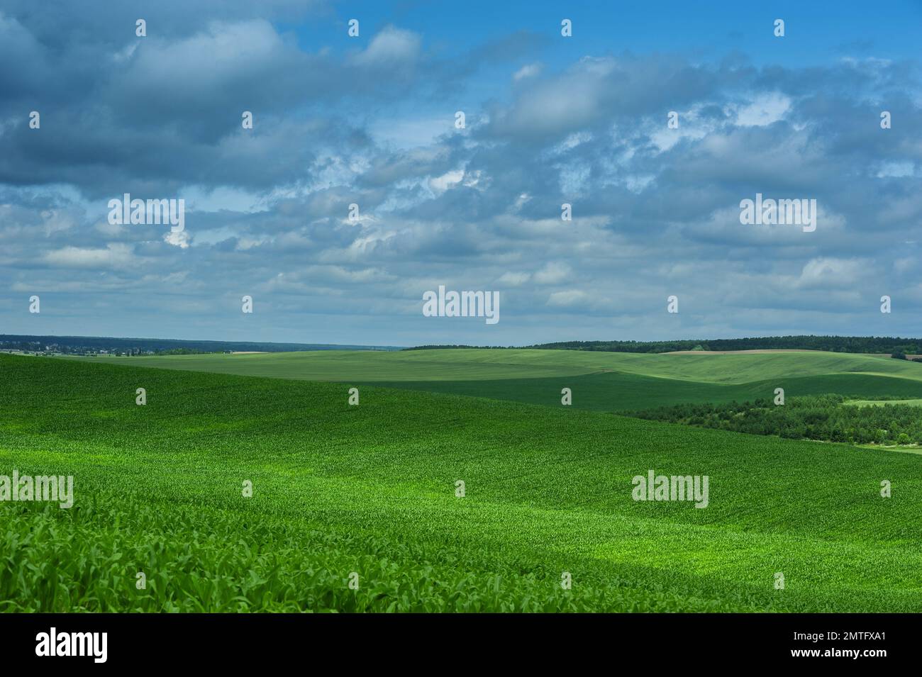 Campo di mais verde e nuvola di cielo blu scatti all'aperto, paesaggio rurale con campo di mais rurale Fattoria agricola Terra e cielo nuvoloso, bellezza Foto Stock