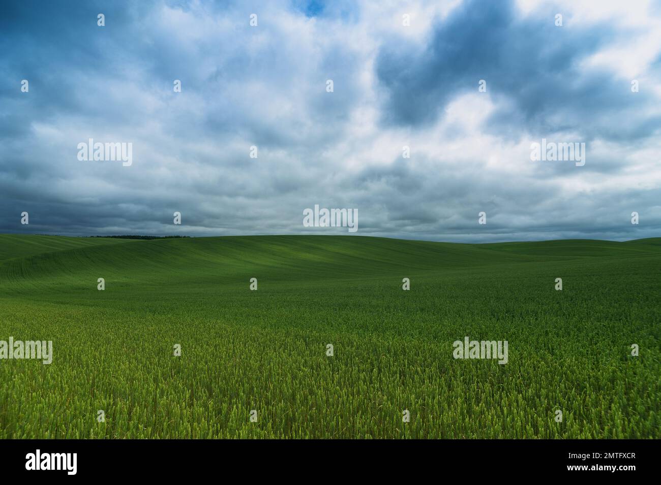 Campo di mais verde e nuvola di cielo blu scatti all'aperto, paesaggio rurale con campo di mais rurale Fattoria agricola Terra e cielo nuvoloso, bellezza Foto Stock